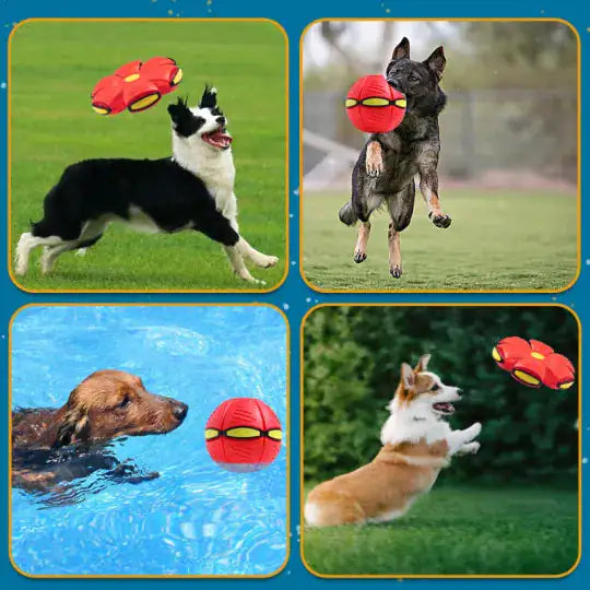 Pet Flying Saucer Ball Toy