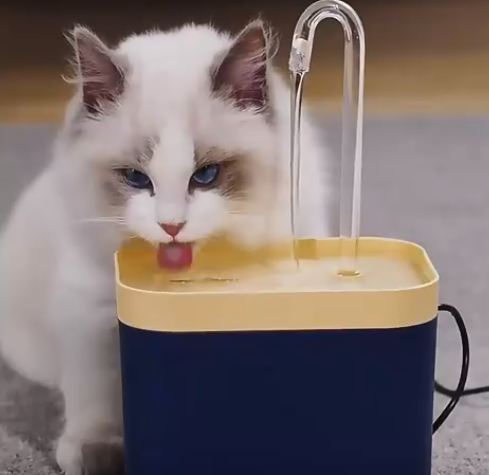 Automatic Pet Water Dispenser